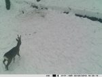 Camera vanatoare PNI Hunting 350C 12MP cu Internet 3G