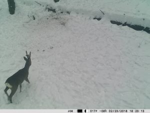Camera vanatoare PNI Hunting 350C 12MP cu Internet 3G